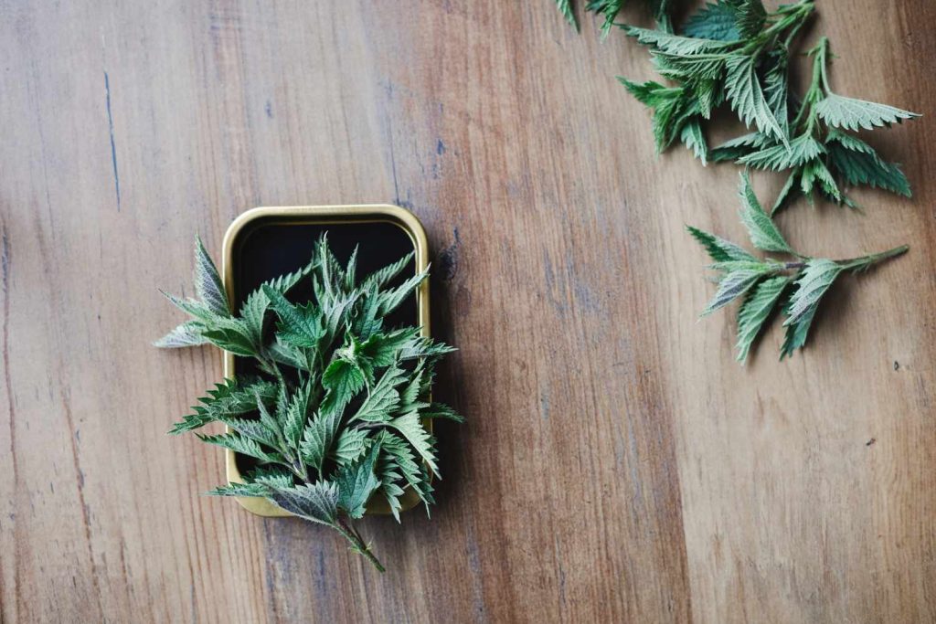 Isırgan Otu Hangi Hastalıklara İyi Gelir?